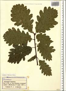 Quercus petraea subsp. polycarpa (Schur) Soó, Caucasus, Azerbaijan (K6) (Azerbaijan)