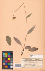 Hieracium lachenalii subsp. deductum (Sudre) Greuter, Eastern Europe, Moscow region (E4a) (Russia)