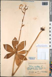 Lilium martagon var. pilosiusculum Freyn, South Asia, South Asia (Asia outside ex-Soviet states and Mongolia) (ASIA) (China)