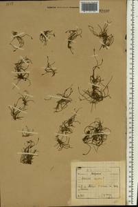 Limosella aquatica L., Eastern Europe, North-Western region (E2) (Russia)