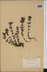 Bartsia alpina L., America (AMER) (Greenland)