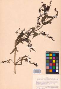 MHA 0 159 870, Veronica anagallis-aquatica L., Eastern Europe, Northern region (E1) (Russia)