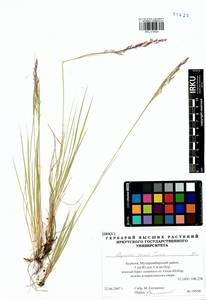 Agrostis vinealis Schreb., Siberia, Baikal & Transbaikal region (S4) (Russia)