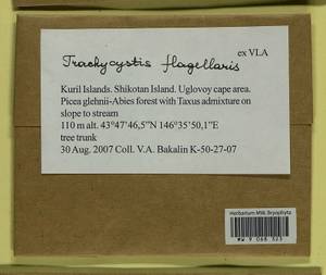 Trachycystis flagellaris (Sull. & Lesq.) Lindb., Bryophytes, Bryophytes - Russian Far East (excl. Chukotka & Kamchatka) (B20) (Russia)