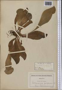 Sarracenia purpurea L., America (AMER) (United States)