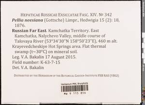 Pellia neesiana (Gottsche) Limpr., Bryophytes, Bryophytes - Chukotka & Kamchatka (B21) (Russia)