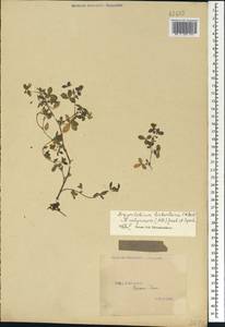 Argyrolobium biebersteinii P.W.Ball, Caucasus, Georgia (K4) (Georgia)