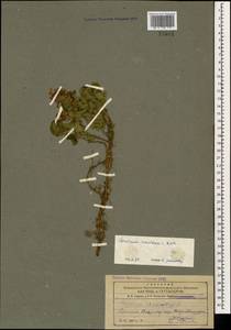 Teucrium chamaedrys subsp. nuchense (K.Koch) Rech.f., Caucasus, Armenia (K5) (Armenia)