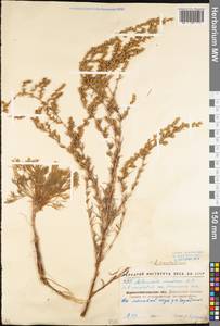 Artemisia marschalliana Spreng., Eastern Europe, North Ukrainian region (E11) (Ukraine)