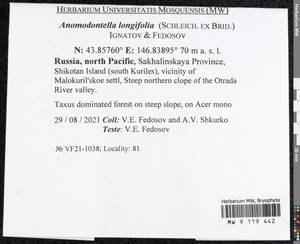 Anomodontella longifolia (Schleich. ex Brid.) Ignatov & Fedosov, Bryophytes, Bryophytes - Russian Far East (excl. Chukotka & Kamchatka) (B20) (Russia)