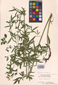 Thalictrum lucidum L., Eastern Europe, North-Western region (E2) (Russia)