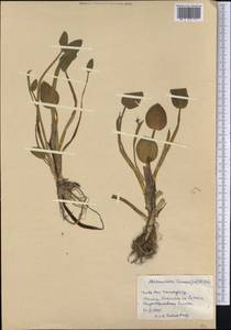 Heteranthera limosa (Sw.) Willd., America (AMER) (Cuba)