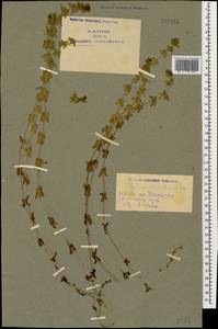 Cruciata laevipes Opiz, Caucasus, Armenia (K5) (Armenia)