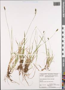 Carex adelostoma V.I.Krecz., Siberia, Central Siberia (S3) (Russia)