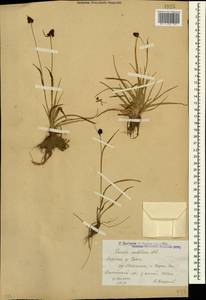Luzula sudetica (Willd.) Schult., Caucasus, Armenia (K5) (Armenia)