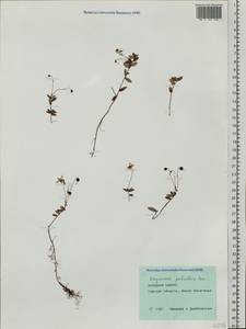 Vaccinium oxycoccos L., Siberia, Western Siberia (S1) (Russia)