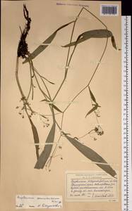 Bupleurum komarovianum O. A. Lincz., Siberia, Russian Far East (S6) (Russia)