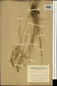 Deschampsia cespitosa (L.) P.Beauv., Caucasus, Armenia (K5) (Armenia)