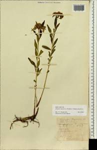 Phedimus aizoon (L.) 't Hart, Siberia, Russian Far East (S6) (Russia)