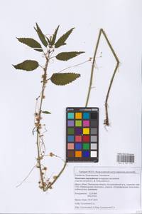 Cuscuta europaea L., Eastern Europe, Middle Volga region (E8) (Russia)