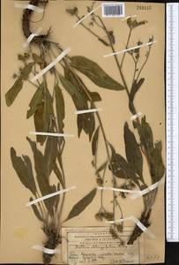 Rindera oblongifolia Popov, Middle Asia, Western Tian Shan & Karatau (M3) (Kazakhstan)