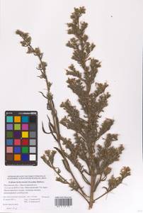 Echium italicum subsp. biebersteinii (Lacaita) Greuter & Burdet, Eastern Europe, Rostov Oblast (E12a) (Russia)