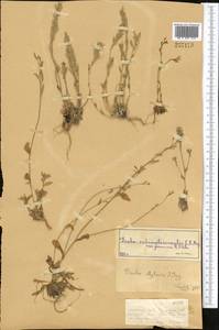 Draba subamplexicaulis C.A. Mey., Middle Asia, Dzungarian Alatau & Tarbagatai (M5) (Kazakhstan)