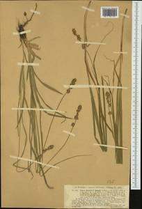 Carex leersii F.W.Schultz, nom. cons., Western Europe (EUR) (Germany)