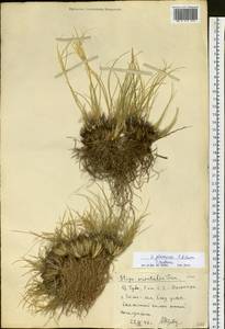 Stipa glareosa P.A.Smirn., Siberia, Altai & Sayany Mountains (S2) (Russia)