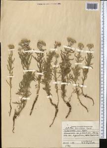 Achillea wilhelmsii K. Koch, Middle Asia, Pamir & Pamiro-Alai (M2) (Uzbekistan)