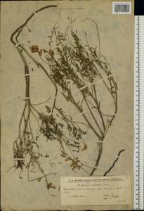 Hedysarum cretaceum DC., Eastern Europe, Lower Volga region (E9) (Russia)