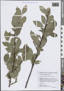 Salix taraikensis Kimura, Siberia, Baikal & Transbaikal region (S4) (Russia)