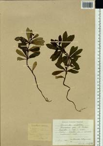 Chimaphila umbellata (L.) W. P. C. Barton, Siberia, Russian Far East (S6) (Russia)