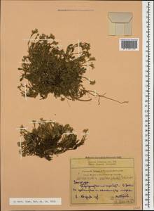 Minuartia hirsuta subsp. oreina Mattf., Caucasus, Armenia (K5) (Armenia)