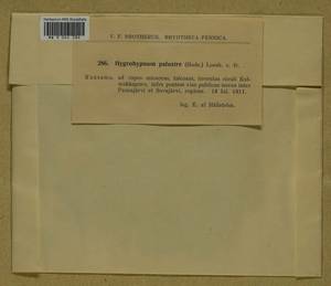 Hygrohypnum luridum (Hedw.) Jenn., Bryophytes, Bryophytes - Karelia, Leningrad & Murmansk Oblasts (B4) (Russia)