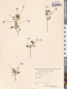 Viola arvensis Murray, Eastern Europe, Moscow region (E4a) (Russia)