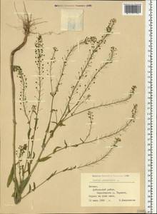 Neslia paniculata (L.) Desv., Eastern Europe, Latvia (E2b) (Latvia)