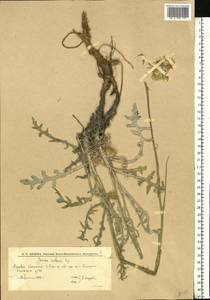 Jurinea cretacea Bunge, Eastern Europe, Lower Volga region (E9) (Russia)