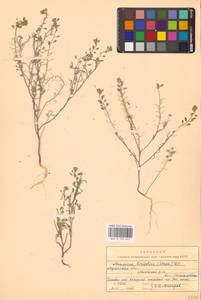Meniocus linifolius (Stephan ex Willd.) DC., Eastern Europe, North Ukrainian region (E11) (Ukraine)