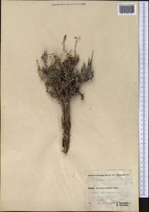 Polygonum thymifolium Jaub. & Spach, Middle Asia, Pamir & Pamiro-Alai (M2) (Tajikistan)