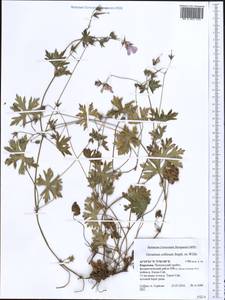 Geranium collinum Stephan ex Willd., Middle Asia, Western Tian Shan & Karatau (M3) (Kyrgyzstan)