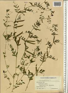 Vicia sativa subsp. nigra (L.)Ehrh., Eastern Europe, Latvia (E2b) (Latvia)