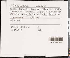 Dicranella curvipes (Lindb.) Ignatov, Bryophytes, Bryophytes - Russian Far East (excl. Chukotka & Kamchatka) (B20) (Russia)