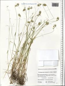 Eremopyrum orientale (L.) Jaub. & Spach, Eastern Europe, Lower Volga region (E9) (Russia)
