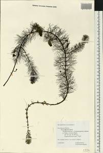 Myriophyllum verticillatum L., Eastern Europe, Central region (E4) (Russia)