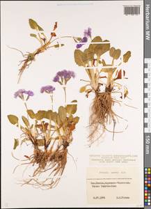 Primula amoena M. Bieb., Caucasus, Stavropol Krai, Karachay-Cherkessia & Kabardino-Balkaria (K1b) (Russia)