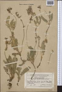 Oxytropis karataviensis Pavlov, Middle Asia, Western Tian Shan & Karatau (M3) (Kazakhstan)