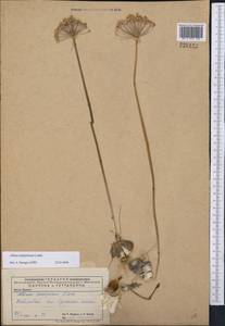 Allium tulipifolium Ledeb., Middle Asia, Caspian Ustyurt & Northern Aralia (M8) (Kazakhstan)