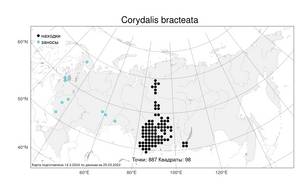 Corydalis bracteata (Steph.) Pers., Atlas of the Russian Flora (FLORUS) (Russia)
