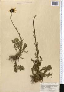 Tanacetum richterioides (C. Winkl.) K. Bremer & Humphries, Middle Asia, Northern & Central Tian Shan (M4) (Kyrgyzstan)